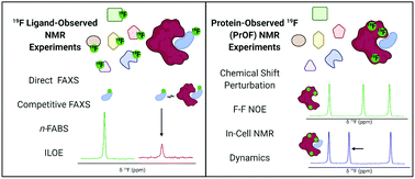 Graphical abstract: 19F NMR viewed through two different lenses: ligand-observed and protein-observed 19F NMR applications for fragment-based drug discovery