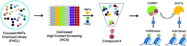 Graphical abstract: A novel screening strategy to identify histone methyltransferase inhibitors reveals a crosstalk between DOT1L and CARM1