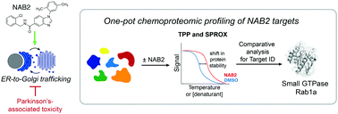 Graphical abstract: Chemoproteomic-enabled characterization of small GTPase Rab1a as a target of an N-arylbenzimidazole ligand's rescue of Parkinson's-associated cell toxicity