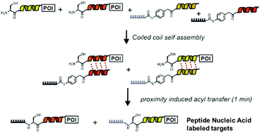 Graphical abstract: Orthogonal coiled coils enable rapid covalent labelling of two distinct membrane proteins with peptide nucleic acid barcodes