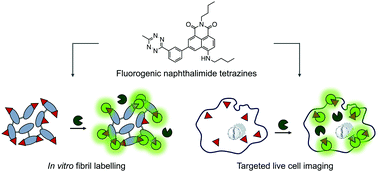 Graphical abstract: Versatile naphthalimide tetrazines for fluorogenic bioorthogonal labelling
