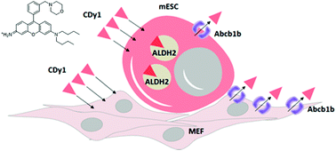 Graphical abstract: Target identification of mouse stem cell probe CDy1 as ALDH2 and Abcb1b through live-cell affinity-matrix and ABC CRISPRa library