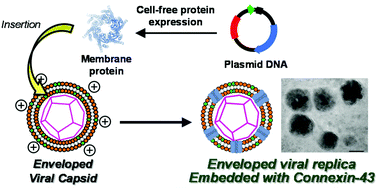 Graphical abstract: Embedding a membrane protein into an enveloped artificial viral replica
