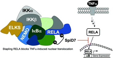 Graphical abstract: Stapling proteins in the RELA complex inhibits TNFα-induced nuclear translocation of RELA