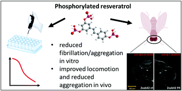 Graphical abstract: Phosphorylated resveratrol as a protein aggregation suppressor in vitro and in vivo