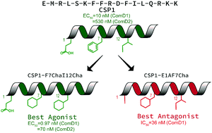 Graphical abstract: Optimizing CSP1 analogs for modulating quorum sensing in Streptococcus pneumoniae with bulky, hydrophobic nonproteogenic amino acid substitutions