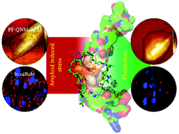 Graphical abstract: Combating amyloid-induced cellular toxicity and stiffness by designer peptidomimetics