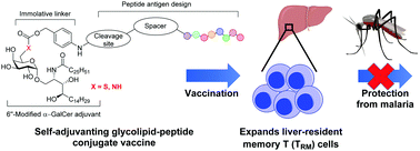 Graphical abstract: 6″-Modifed α-GalCer-peptide conjugate vaccine candidates protect against liver-stage malaria