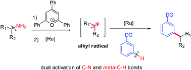 Graphical abstract: Ruthenium-catalysed meta-selective CAr–H bond alkylation via a deaminative strategy