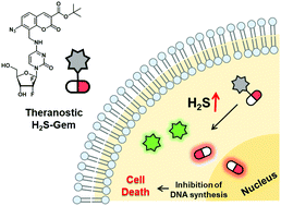 Graphical abstract: Cell-specific activation of gemcitabine by endogenous H2S stimulation and tracking through simultaneous fluorescence turn-on