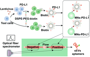 Graphical abstract: Precise selection of aptamers targeting PD-L1 positive small extracellular vesicles on magnetic chips