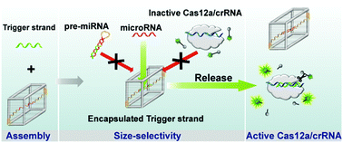 Graphical abstract: Size-selective DNA nanocage-based activatable CRISPR-Cas12a for sensitive and accurate detection of mature microRNA