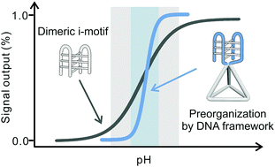 Graphical abstract: Programming folding cooperativity of the dimeric i-motif with DNA frameworks for sensing small pH variations