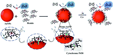 Graphical abstract: Single gold nanoparticle-driven heme cofactor nanozyme as an unprecedented oxidase mimetic