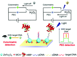 Graphical abstract: A versatile switchable dual-modal colorimetric and photoelectrochemical biosensing strategy via light-controlled sway of a signal-output transverter