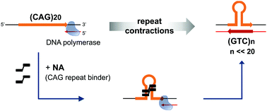 Graphical abstract: Small molecule-induced trinucleotide repeat contractions during in vitro DNA synthesis