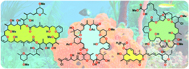 Graphical abstract: Conquering peaks and illuminating depths: developing stereocontrolled organic reactions to unlock nature's macrolide treasure trove