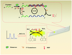 Graphical abstract: An ultrasensitive chemiluminescence strategy based on a microchip platform for telomerase detection at a single-cell level