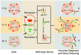 Graphical abstract: Programming DNA cascade circuits on live cell membranes for accurate cancer cell recognition and gene silencing