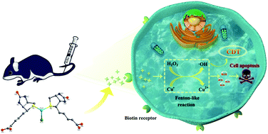 Graphical abstract: A simple and feasible atom-precise biotinylated Cu(i) complex for tumor-targeted chemodynamic therapy