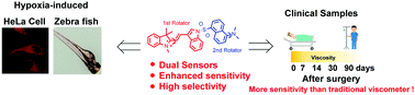 Graphical abstract: A dual-rotator fluorescent probe for analyzing the viscosity of mitochondria and blood