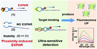 Graphical abstract: Proximity-induced exponential amplification reaction triggered by proteins and small molecules