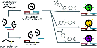 Graphical abstract: Promiscuous dye binding by a light-up aptamer: application for label-free multi-wavelength biosensing