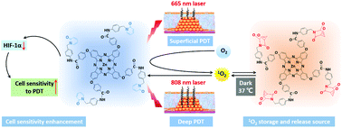 Graphical abstract: A 2-pyridone modified zinc phthalocyanine with three-in-one multiple functions for photodynamic therapy