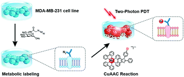 Graphical abstract: Ruthenium(ii) complexes as bioorthogonal two-photon photosensitizers for tumour-specific photodynamic therapy against triple-negative breast cancer cells