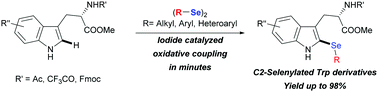 Graphical abstract: A fast and direct iodide-catalyzed oxidative 2-selenylation of tryptophan