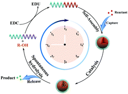 Graphical abstract: Chemical fuel-driven transient polymeric micelle nanoreactors toward reversible trapping and reaction acceleration