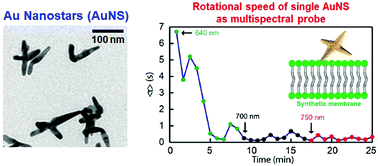 Graphical abstract: Retracted Article: Single gold nanostars with multiple branches as multispectral orientation probes in single-particle rotational tracking