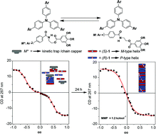 Graphical abstract: Chain-capper effect to bias the amplification of asymmetry in supramolecular polymers