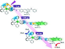 Graphical abstract: Unveiling the origin of photo-induced enhancement of oxidation catalysis at Mo(vi) centres of Ru(ii)–Mo(vi) dyads