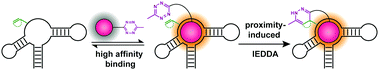 Graphical abstract: Aptamer-based proximity labeling guides covalent RNA modification