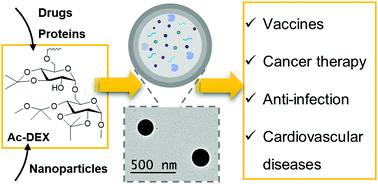 Graphical abstract: Acetalated dextran based nano- and microparticles: synthesis, fabrication, and therapeutic applications