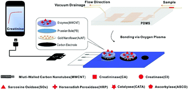 Graphical abstract: A nano-integrated microfluidic biochip for enzyme-based point-of-care detection of creatinine