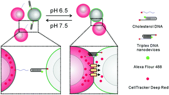 Graphical abstract: Programming cell communications with pH-responsive DNA nanodevices