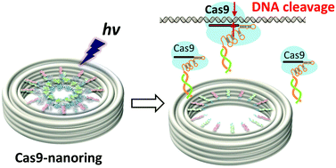 Graphical abstract: Construction of an optically controllable CRISPR-Cas9 system using a DNA origami nanostructure