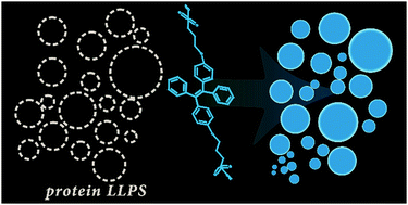 Graphical abstract: Capturing protein droplets: label-free visualization and detection of protein liquid–liquid phase separation with an aggregation-induced emission fluorogen