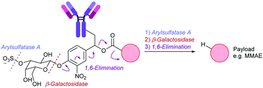 Graphical abstract: A dual-enzyme cleavable linker for antibody–drug conjugates