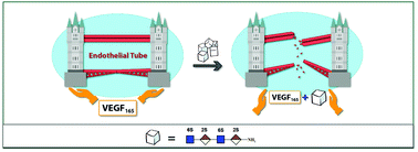 Graphical abstract: Synthetic heparan sulfate ligands for vascular endothelial growth factor to modulate angiogenesis