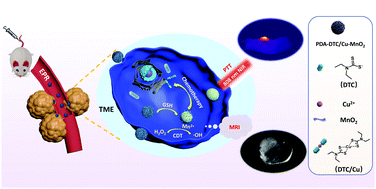 Graphical abstract: A PDA-DTC/Cu–MnO2 nanoplatform for MR imaging and multi-therapy for triple-negative breast cancer treatment