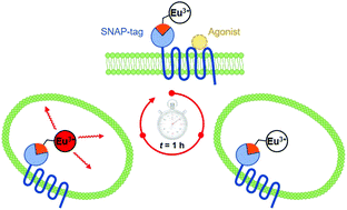 Graphical abstract: Targeted pH switched europium complexes monitoring receptor internalisation in living cells