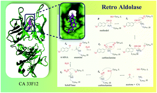 Graphical abstract: A QM/MM study on the origin of retro-aldolase activity of a catalytic antibody