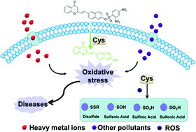 Graphical abstract: A cysteine-selective fluorescent probe for monitoring stress response cysteine fluctuations