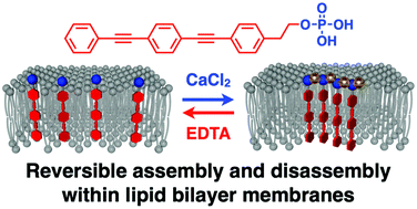 Graphical abstract: Calcium-induced reversible assembly of phosphorylated amphiphile within lipid bilayer membranes