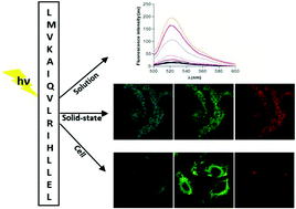 Graphical abstract: Amyloid-like Prep1 peptides exhibit reversible blue-green-red fluorescence in vitro and in living cells