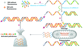 Graphical abstract: Activation of palindromes on a degradable modular grafting probe enables ultrasensitive detection of microRNAs