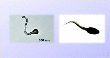 Graphical abstract: Tadpole-like Janus nanotubes